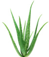 Aloe Vera für schonende Anwendung
